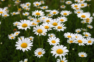 Fototapeta premium Oxeye daisies with white petals and yellow centers.