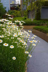 Fototapeta premium Oxeye daisies with white petals and yellow centers.
