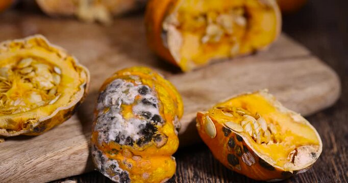 Pumpkin withers on a board, spoiled orange squash with fungal growth and internal seeds under artificial light with authentic look and natural surface decay.