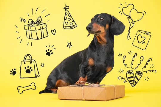 Dachshund dog sitting next to gift box on yellow background with hand-drawn birthday doodle icons, festive pet celebration concept.