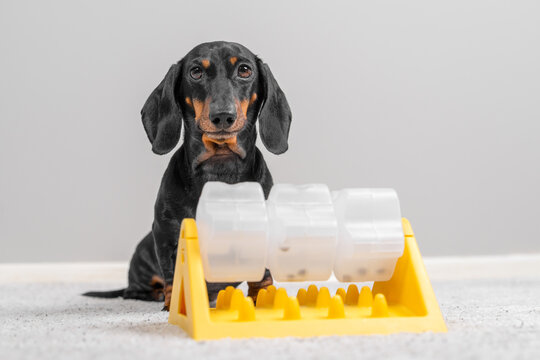 Dachshund dog sitting beside yellow plastic puzzle slow feeder toy tray on light gray surface, interactive pet enrichment product concept.