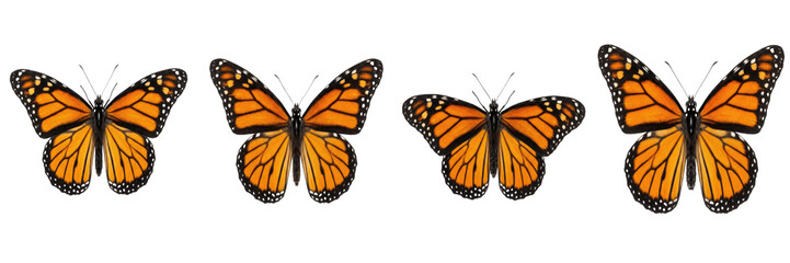 Fototapeta premium Set of Monarch Butterfly Insects with Open Wings Isolated on White Background, PNG