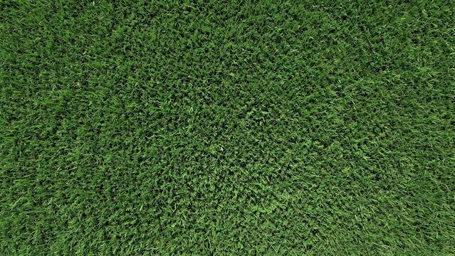 Generative AI, Natural Green Grass Texture Background Overhead Lawn Closeup