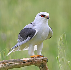 Fototapeta premium a blue kite posing in a perch on spain