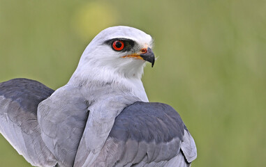 Obraz premium a blue kite posing in a perch on spain