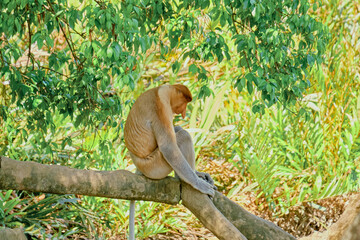 Proboscis Monkey in Borneo rainforest Sandakan Malaysia. Long-nosed monkey. It is endemic to Borneo. © rdv27