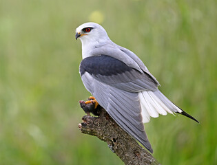 Fototapeta premium a blue kite posing in a perch on spain