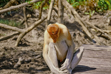 Proboscis Monkey in Borneo rainforest Sandakan Malaysia. Long-nosed monkey. It is endemic to Borneo. © rdv27