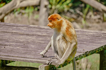 Proboscis Monkey in Borneo rainforest Sandakan Malaysia. Long-nosed monkey. It is endemic to Borneo. © rdv27