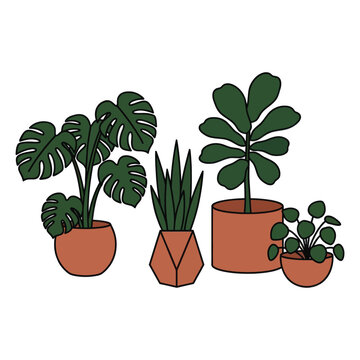 Four Different Types of Potted Plants.