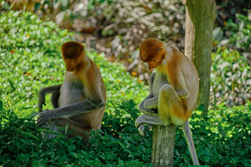 Proboscis Monkey in Borneo rainforest Sandakan Malaysia. Long-nosed monkey. It is endemic to Borneo. © rdv27