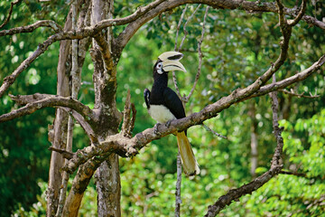 Rhinoceros bird in the jungles of Borneo island Malaysia © rdv27