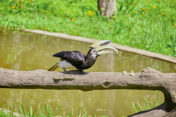 Rhinoceros bird in the jungles of Borneo island Malaysia © rdv27