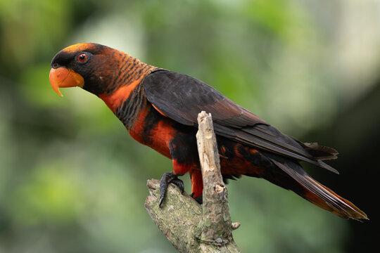 Dusky Lory