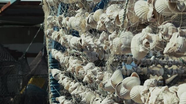 Decorative Sea Shells Strung Together and Drying at a Fishing Port