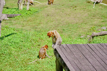 Proboscis Monkey in Borneo rainforest Sandakan Malaysia. Long-nosed monkey. It is endemic to Borneo. © rdv27