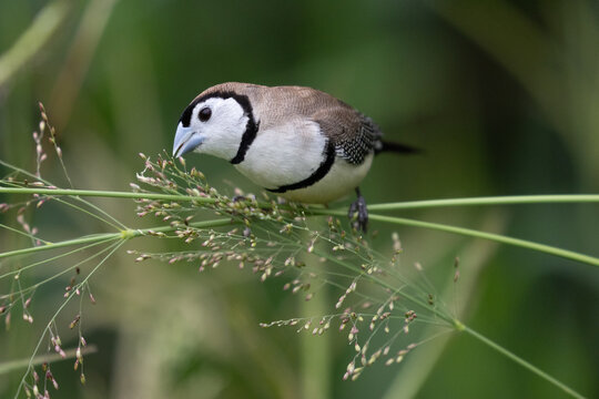 Double-barred Finch