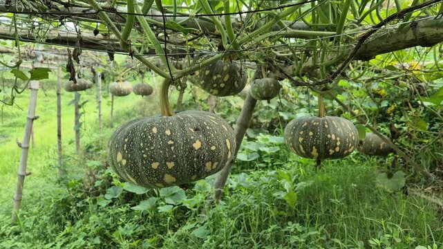​Sweet Pumpkins Hanging from Traditional Bamboo Trellis in Organic Farm