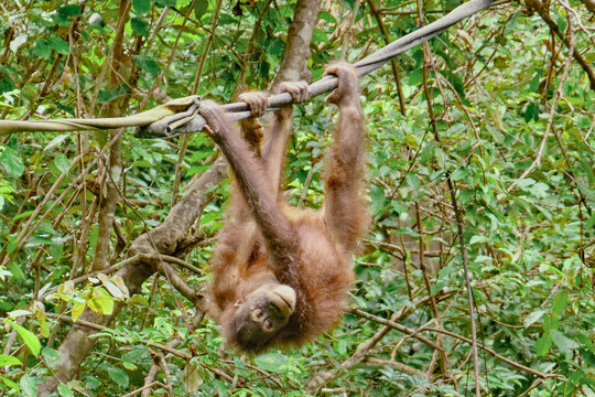 Orangutan spotted in the rainforest of Borneo Island of Malaysia.
