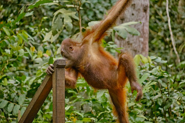 Orangutan spotted in the rainforest of Borneo Island of Malaysia. © rdv27