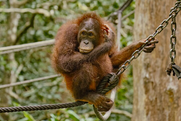 Orangutan spotted in the rainforest of Borneo Island of Malaysia. © rdv27