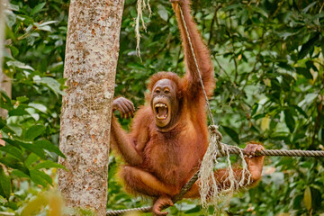 Orangutan spotted in the rainforest of Borneo Island of Malaysia. © rdv27