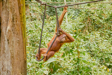 Orangutan spotted in the rainforest of Borneo Island of Malaysia. © rdv27