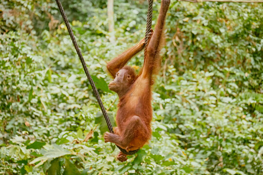 Orangutan spotted in the rainforest of Borneo Island of Malaysia.