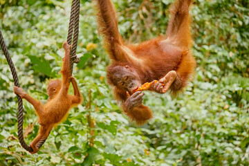 Orangutan spotted in the rainforest of Borneo Island of Malaysia. © rdv27