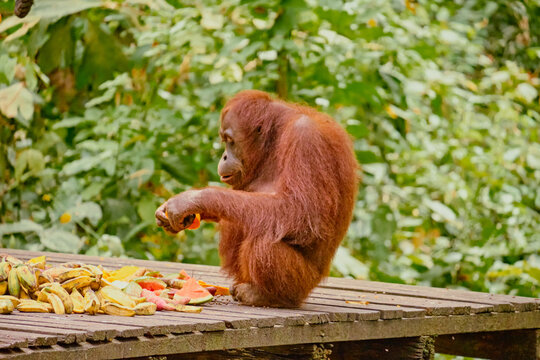 Orangutan spotted in the rainforest of Borneo Island of Malaysia.