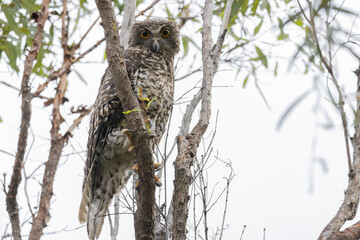 Powerful Owl © Jade
