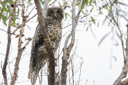 Powerful Owl