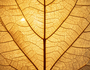 Obraz premium Detailed CloseUp of a Leaf Structure.
