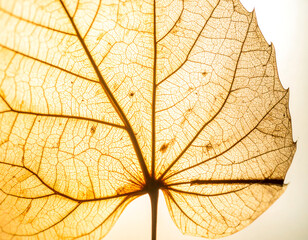Obraz premium Detailed CloseUp of a Leaf Showing Veins.