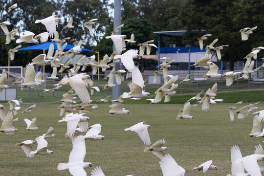 Corellas flocking to a suburban soccer field