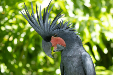 Palm Cockatoo © Jade