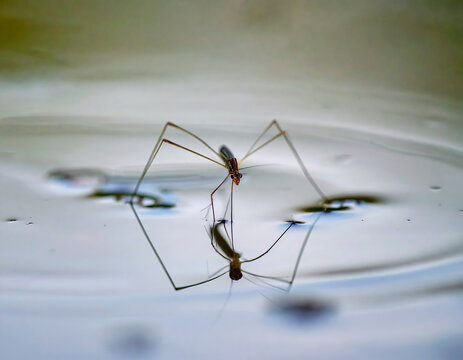 Water strider insect walking on water surface.