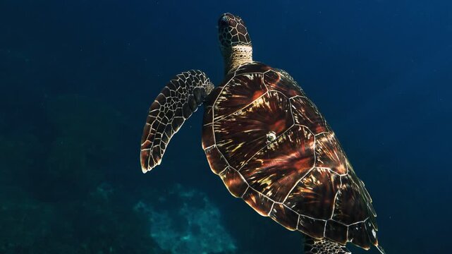 Cinematic Turtle slowly swimming relaxed empty clear blue ocean taking breath swim from coral to open sea with sun rays. bali indonesia gili islands underwater snorkel snorkelling marine life