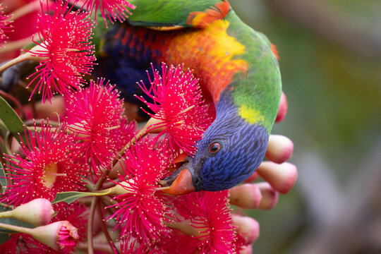 Rainbow Lorikeet feeding