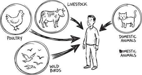 Animal interaction diagram showing a human being connected to various types of livestock poultry wild birds and domestic animals in a hand drawn sketch style © Ajoy