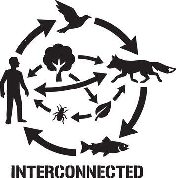 Ecosystem cycle diagram showing the complex interconnected relationship between diverse wildlife species human beings plant life and natural environment elements in a simple graphical layout