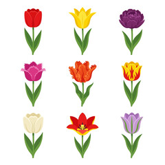 Obraz premium colorful 9 tulip collection featuring different blooming petal shape versions