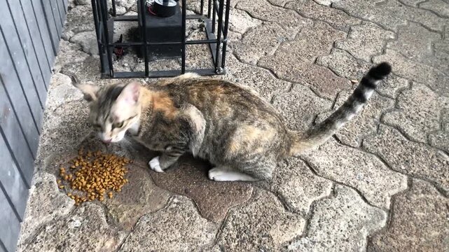 A calico cat with tabby markings eats dry cat food from a pile on a stone patio.