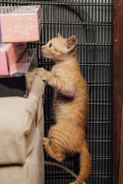 Gatito naranja curioso trepando y explorando en su hogar, concepto de curiosidad felina para el D&iacute;a del Gato.