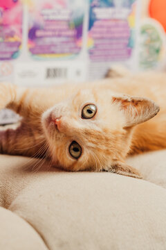 Retrato de primer plano de gatito naranja descansando, mirada tierna para el D&iacute;a Mundial del Gato.