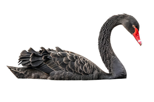 Elegant Australian Black Swan Swimming in Profile Isolated on White Background &ndash; Hyper-Realistic Wildlife Photography of Cygnus Atratus for Nature, Conservation, and Artistic Design