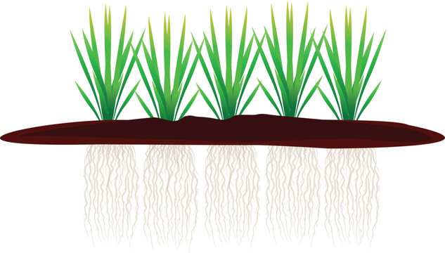 Vector illustration of vetiver grass with detailed roots, ideal for botanical, agricultural, and eco-friendly design projects.