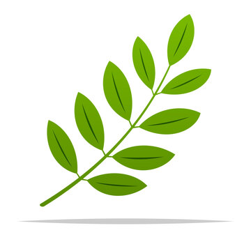 Compound leaf shape vector isolated illustration