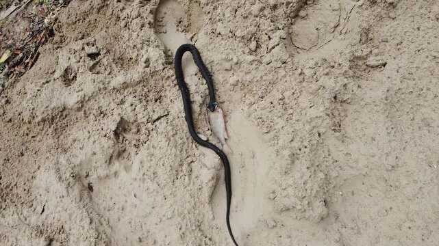 Aerial drone view of a black snake dragging its prey on a white sand beach, showcasing wildlife action in a coastal environment