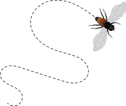 Fly flight path. Fly buzz trace. A Fly flying in a dotted line. The flight path of Insect fly. Housefly flying on a dotted route. Hand drawn Fruit fly loop line. Professional Hand drawn vector